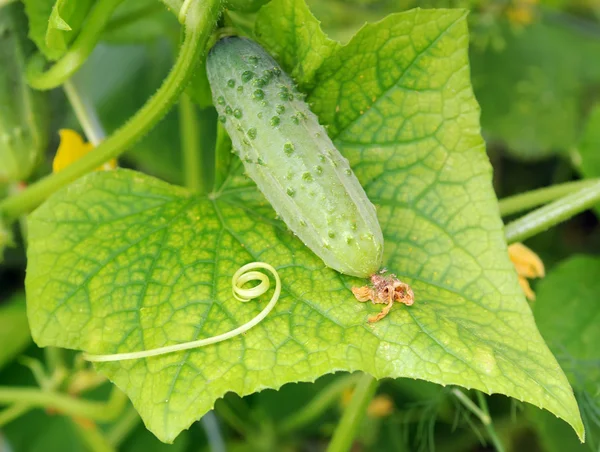 Small cucumber lying on the leaf — Stock Photo, Image