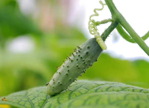 Pepino colgado en invernadero —  Fotos de Stock