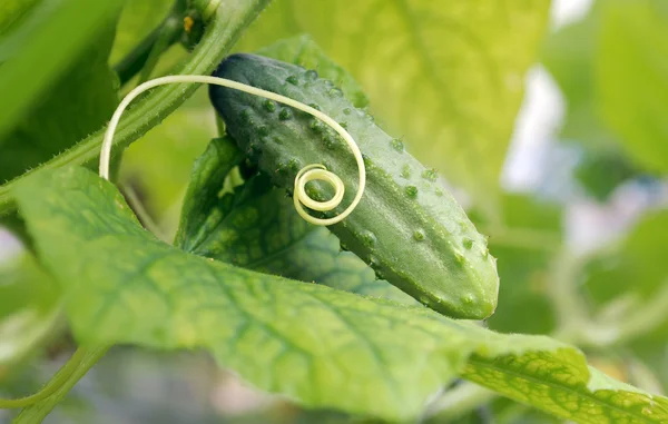 Cucumber lying on the leaf — Stock Photo, Image