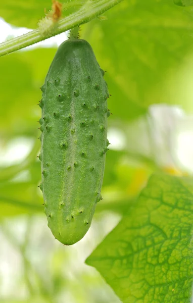 Single green cucumber in greenhouse — Stock Photo, Image