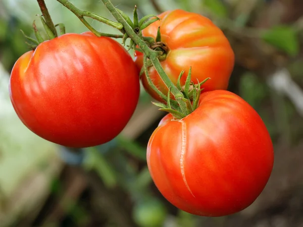 Massa stora röda tomater — Stockfoto