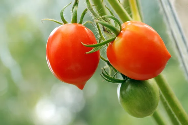 Racimo de tomates —  Fotos de Stock
