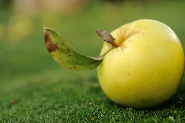 Gele apple op groen gras — Stockfoto