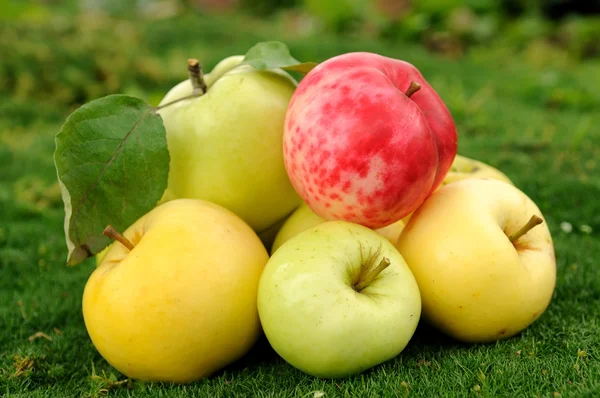 Apples on green grass — Stock Photo, Image