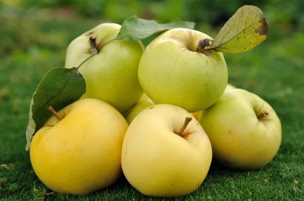 Hoop van appelen op groen gras — Stockfoto