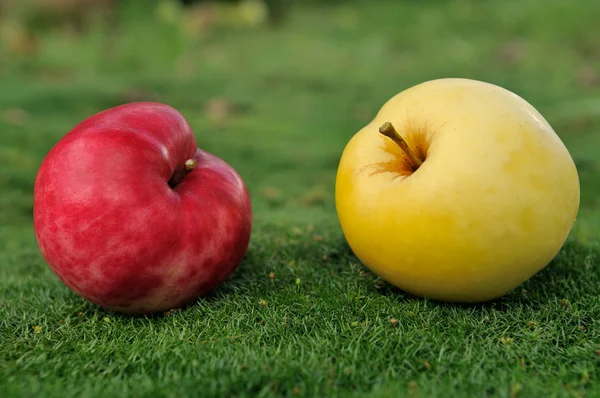 Пара яблук на зеленій траві на відкритому повітрі — стокове фото