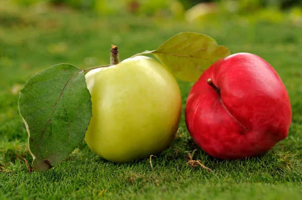 Par de maçãs na grama verde ao ar livre _ 2 — Fotografia de Stock