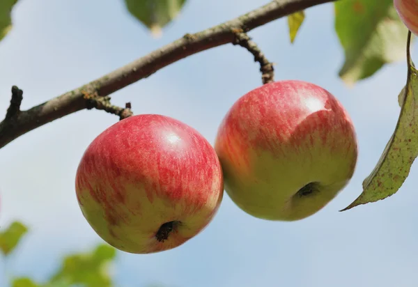 Paar Äpfel auf Baum im Freien — Stockfoto