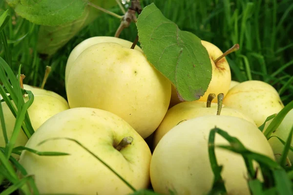 Reife gelbe Äpfel — Stockfoto