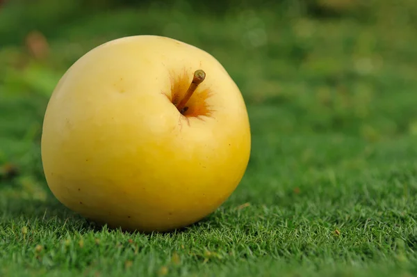 Gelber Apfel auf grünem Gras draußen — Stockfoto