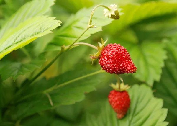 stock image Strawberry bush