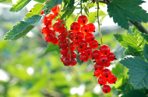 Bunches of mellow red currant — Stock Photo, Image