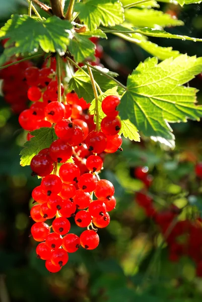Cluster of mellow red currant — Stock Photo, Image