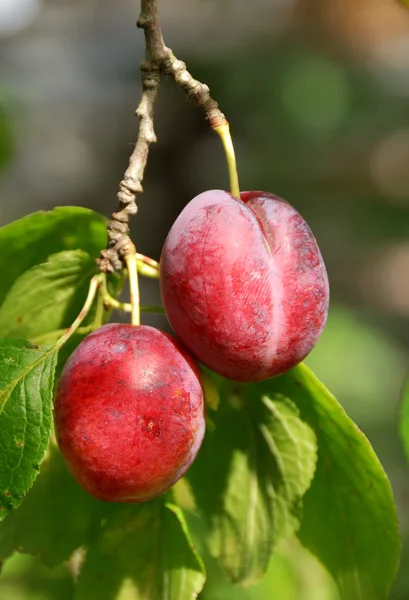Couple of plum on tree branch — Stock Photo, Image