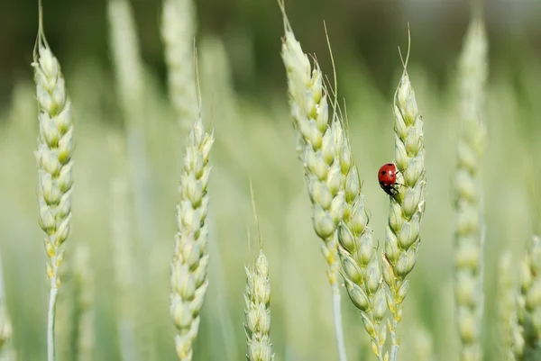 黑麦和瓢虫的耳朵 — 图库照片