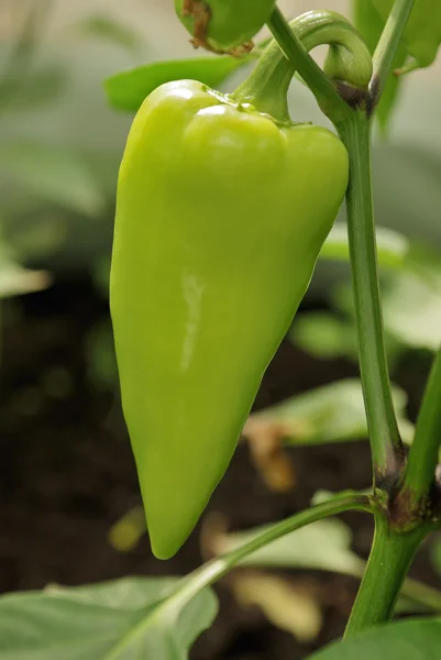 stock image Single green sweet pepper in greenhouse