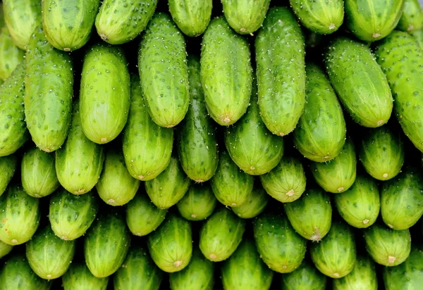 stock image Heap of green cucumbers