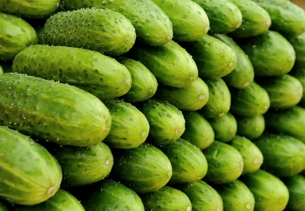 Haug med grønne agurker – stockfoto