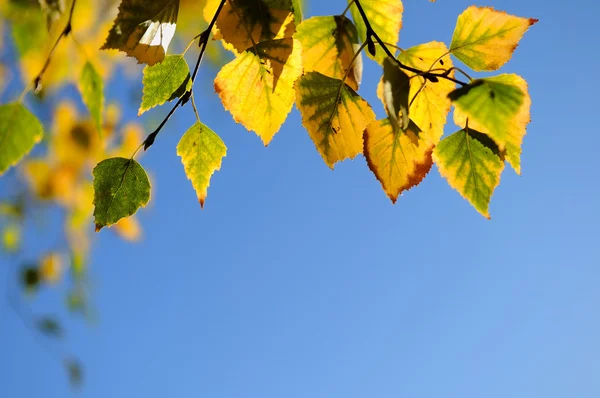 Autumn green yellow leaves background — Stock Photo, Image