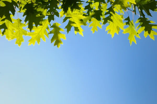 Sonbahar Yeşil Sarı yaprakları arka plan — Stok fotoğraf