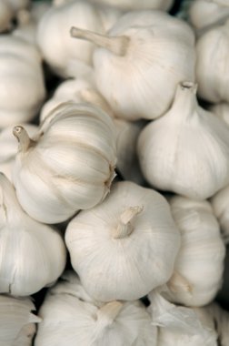 White garlic clipart