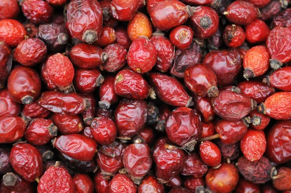 Red dried hips — Stock Photo, Image