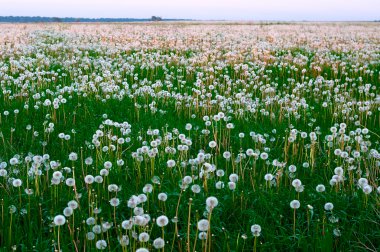 Field of dandelions clipart