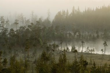 Hazy distance in forest bog clipart