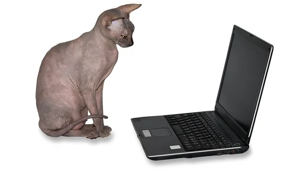 Лысый кот сидит на ноутбуке — стоковое фото
