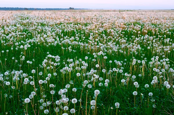 stock image Field of dandelions