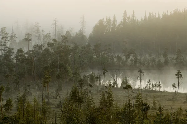 Hazy distance in forest bog — Stock Photo, Image