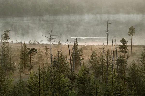 Brouillard dans la tourbière de la forêt — Photo