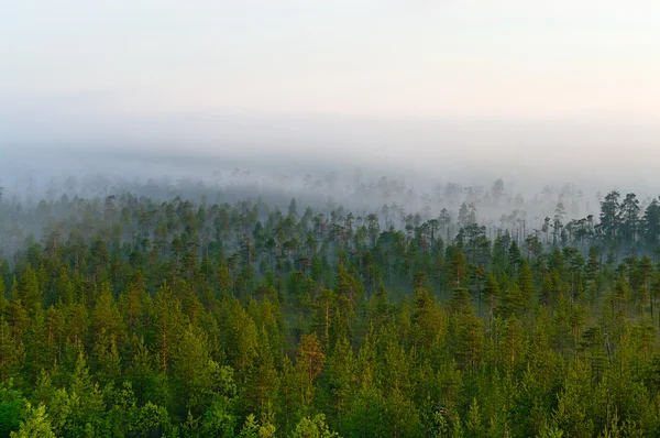 Вечно зеленый лес — стоковое фото