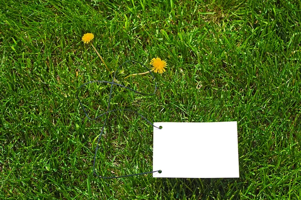 Clear white paper on grass — Stock Fotó