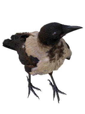karga
