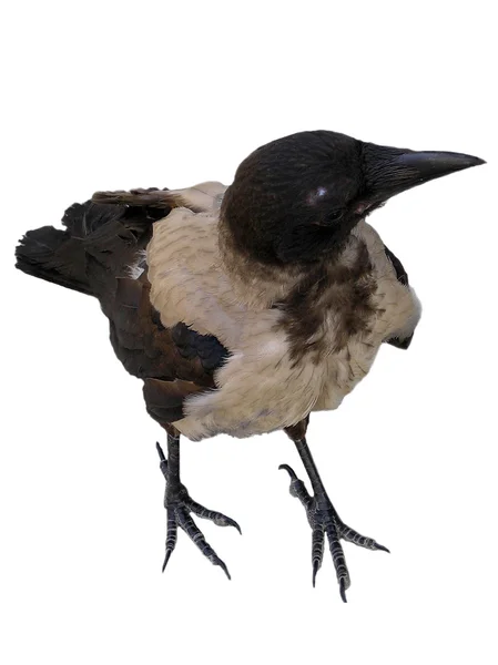 stock image Crow