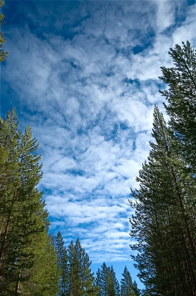 Mooie blauwe hemel en sparren en dennen — Stockfoto