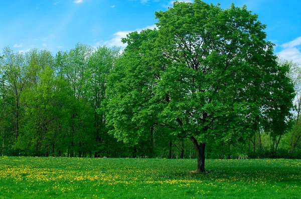 Gröna stora trädet i sommartid — Stockfoto