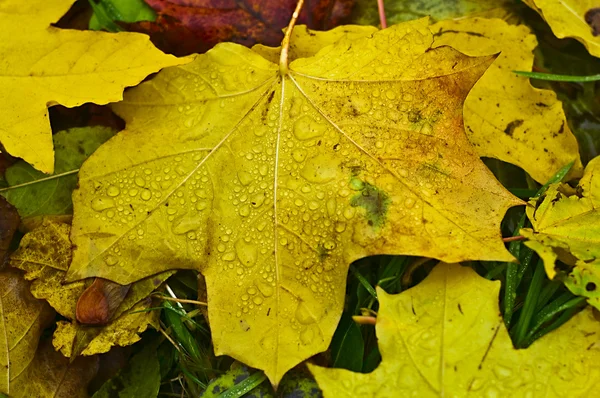 Maple yellow leaf — Stock Photo, Image