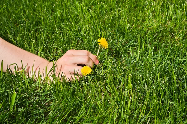 Vrouw de hand plukken een gele bloem — Stockfoto
