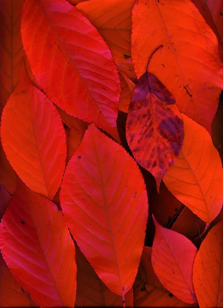 Fallende rote Blätter — Stockfoto