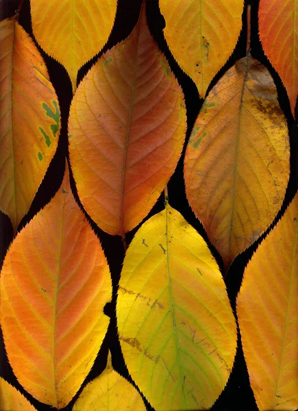 Vallende bladeren — Stockfoto