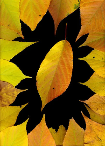 Fallende Blätter — Stockfoto