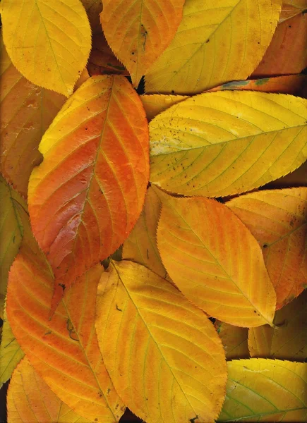 Spadające liście — Zdjęcie stockowe