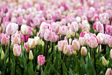 Field of pink parrot-tulips clipart