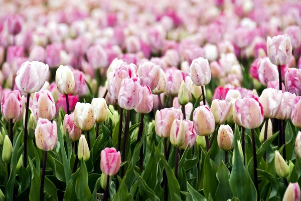 Stock image Field of pink parrot-tulips