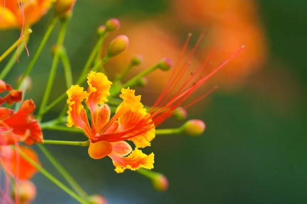 Stock image Peacock Flower