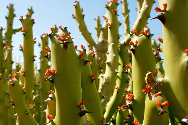 stock image Cactus blossoms