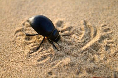 Bug in sand clipart