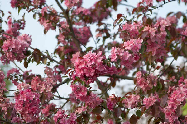 Tree flowers — Stock Photo, Image